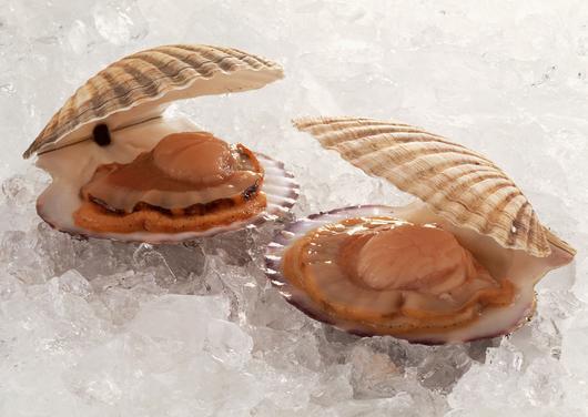 Морские гребешки: блюда и рецепты